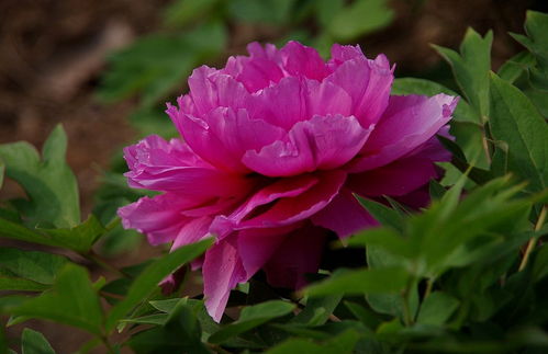 牡丹與芍藥 國色天香與花中仙子的藝術交融