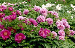 西安周邊5月賞花地圖 夏初賞遍古城繁花苗木