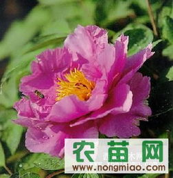 優質牡丹供應指南 廠商、指導價與選購策略