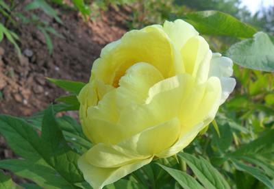 大王園藝 一株百年牡丹王，訴說國色天香的時(shí)代風(fēng)華